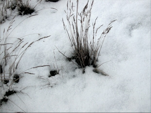 Wiese im Schnee