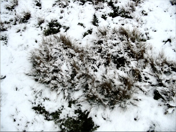 Grasbüschel im Schnee