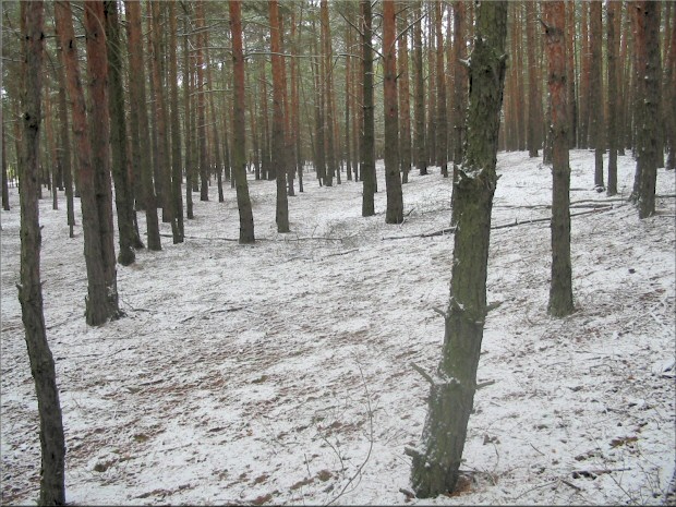 Wald im Schnee