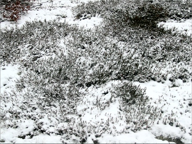 Heide im Schnee