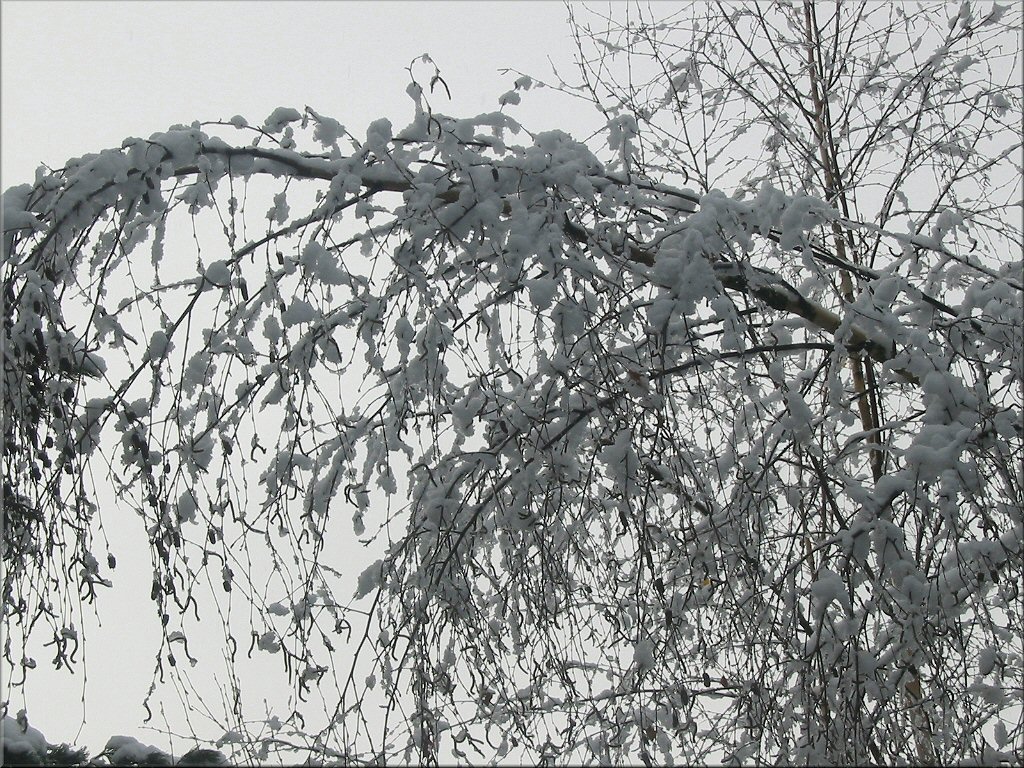 schneebedeckte Birke, wunderschn