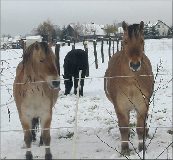 Pferde im Spreewald