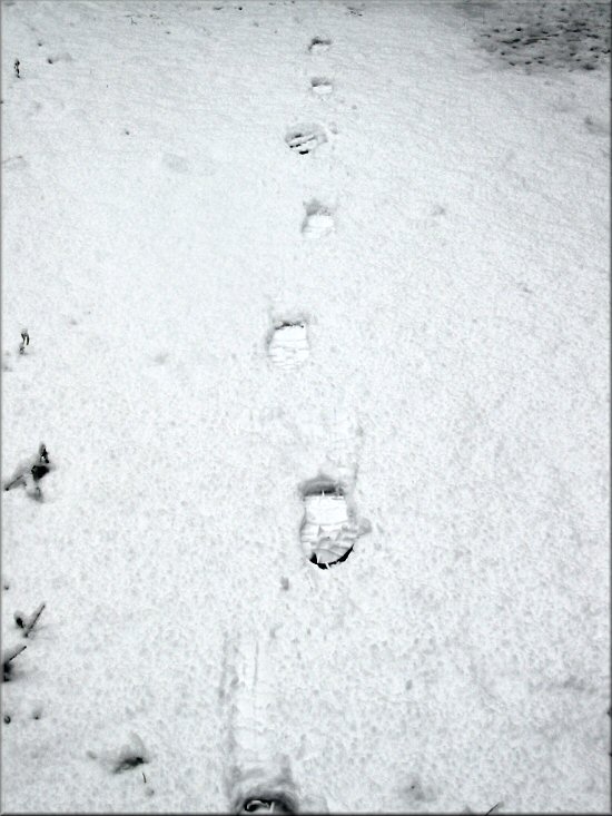 Fußspuren im jungfräulichen Schnee, wessen Spuren mögen das wohl sein ? - erster Schneefall