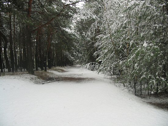 verschneiter Waldweg gesäumt von weissen Birken und Kiefern