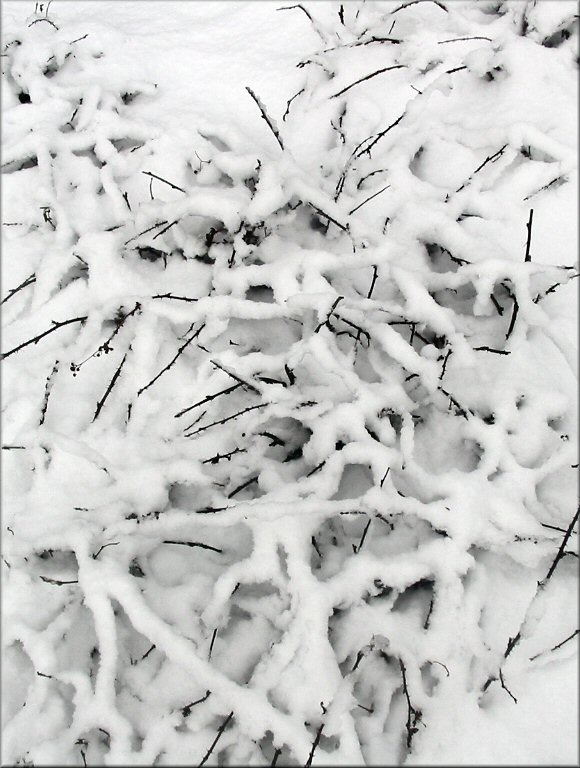 total vom Schnee bedeckte Kratzbeerensträucher
