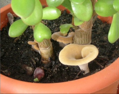 Pilze auf meinem Balkon die mit meinem Affenbrotbaum wachsen